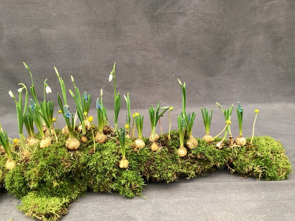 Naturlig kistepynt dækket af mos og plantet med forårsløg på toppen. 