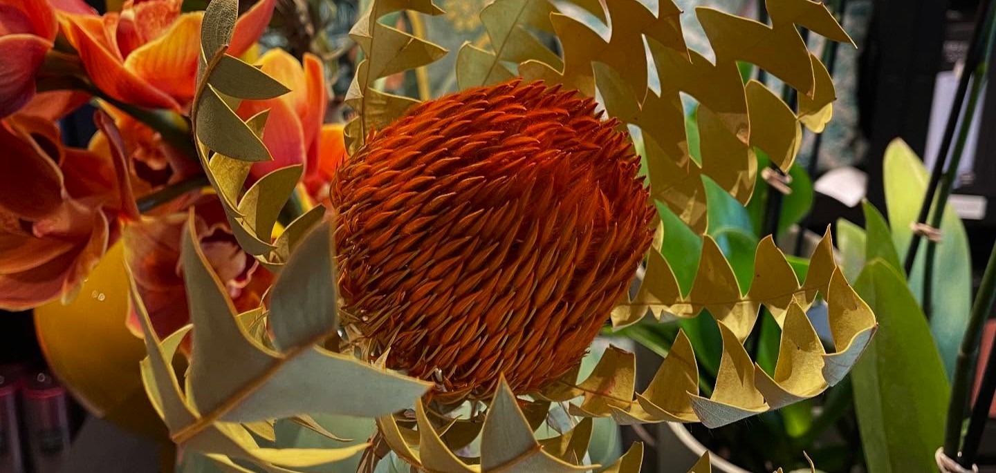 Orange og varm banksia blomst med store pastelgrønne blomster. 
