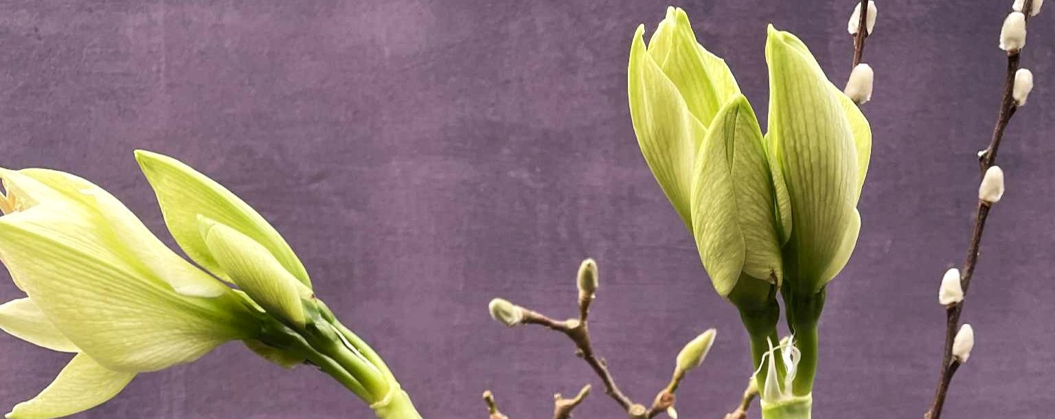 November buket bundet med friske grønne amaryllis og årstidens grønne materialer. 