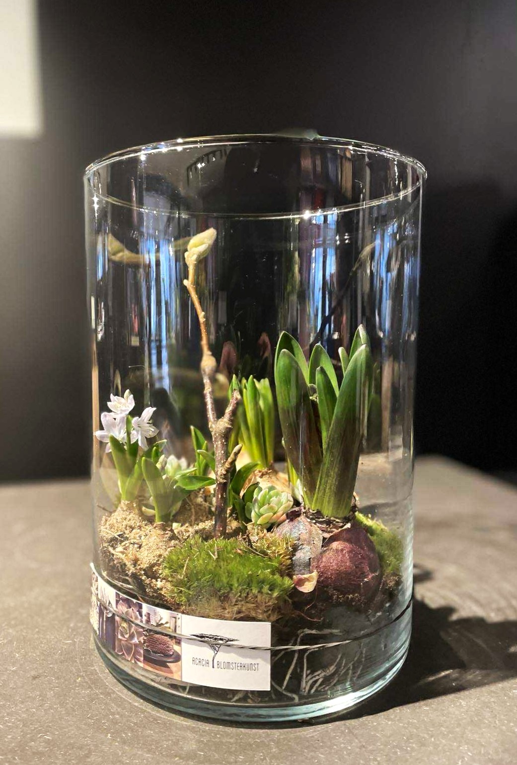 Højt og klart cylinderglas fyldt med løgvækster, mos og grene. 