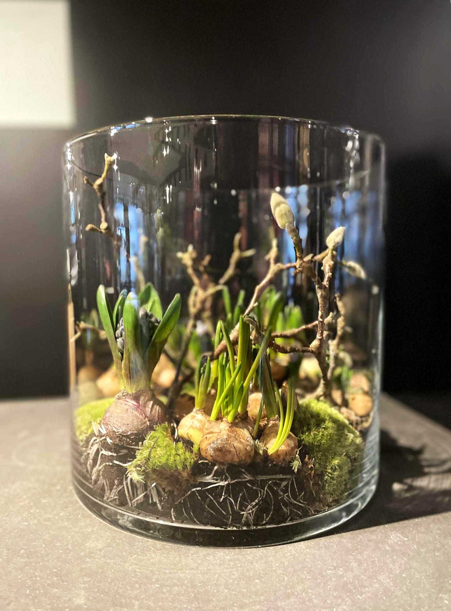 Stort cylinderglas fyldt med hyacinter, grene og andre løgvækster. 